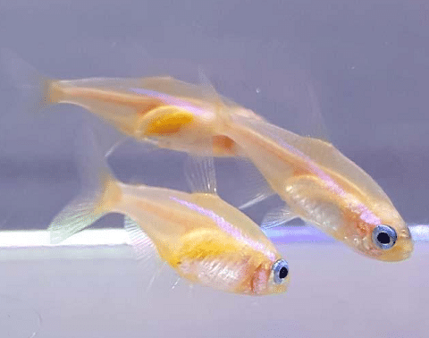 Gold Neon Tetra