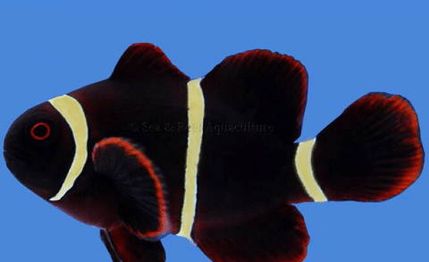 Gold Stripe Maroon Clownfish