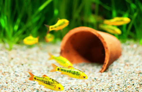 Gold Tetra in Aquarium