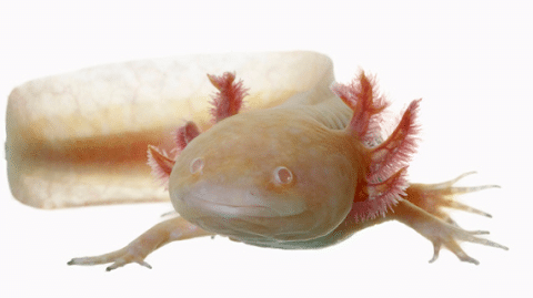 Golden Albino Axolotl