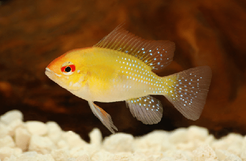 Golden Ram Cichlid