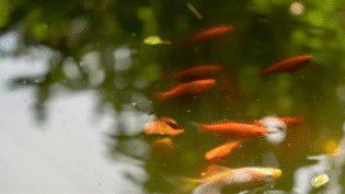 Goldfish in a Pond