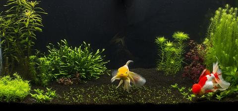 Goldfish Planted Tank