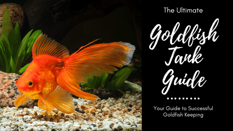 Gold Fish Tank