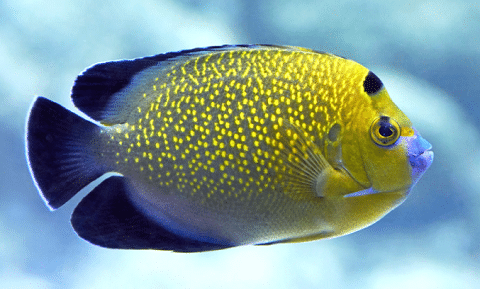 Goldflake Angelfish