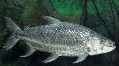 Goliath Tigerfish