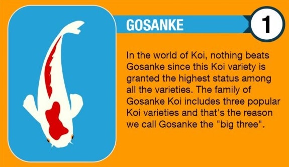 Gosanki Koi