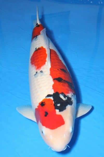 Grand Champion Koi Sanke