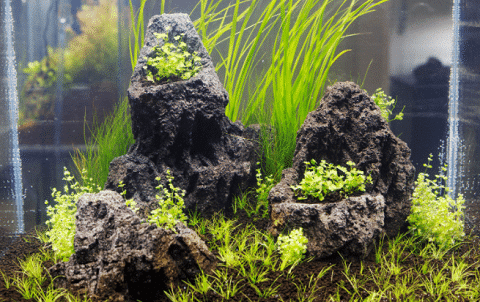 Grass in Aquarium