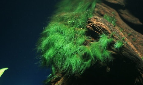 Green Brush Algae