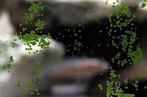 Green Spot Algae GSA