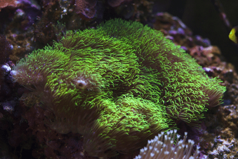 Green Star Polyp