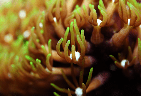 Green Star Polyp Close Up