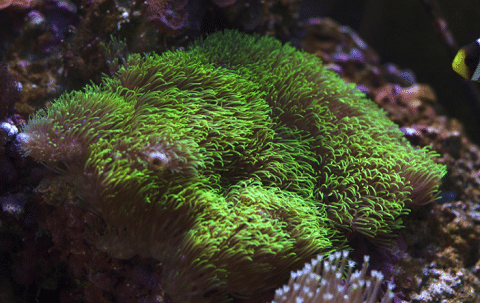 Green Star Polyp