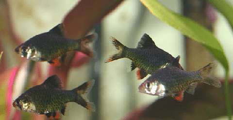 Green Tiger Barb School