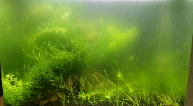 Green Water in Aquarium