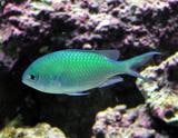 Blue Green Chromis