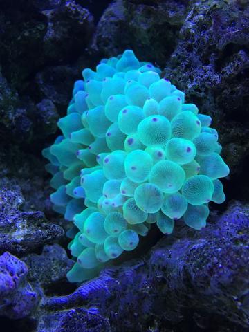 Green Bubble Tip Anemone