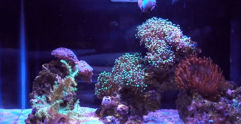 Hiparergo Aqua Knight LED Inappropriate Reefer