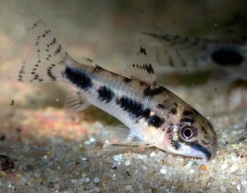 Habrosus Corydoras