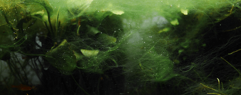 Hair Algae in Aquarium
