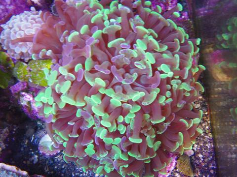 Hammer Coral