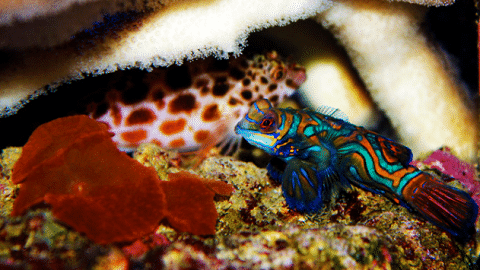 Healthy Mandarin Goby