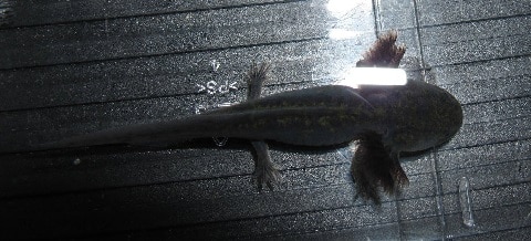 Heavily-Marked Melanoid