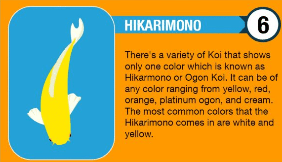 Hikarimono Koi