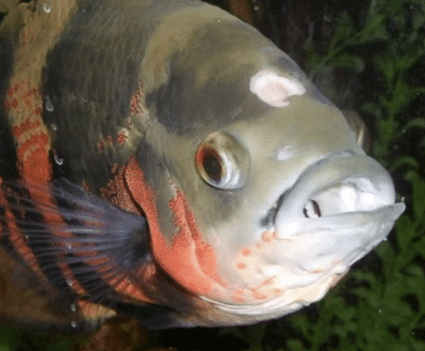 Hole In The Head Disease