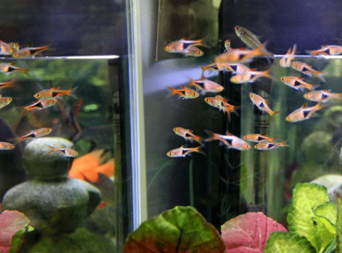 How Do Harlequin Rasboras Look Like