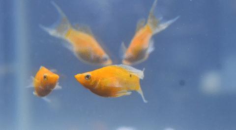 How Do Molly Fish Look Like
