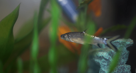 How Does A Bala Shark Look Like