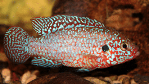 How Does A Jewel Cichlid Look Like