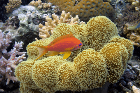 How Does A Toadstool Leather Coral Look Like