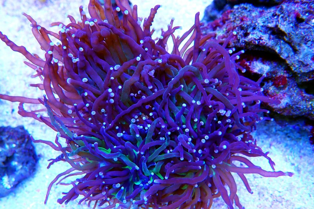 How Does a Torch Coral Look Like