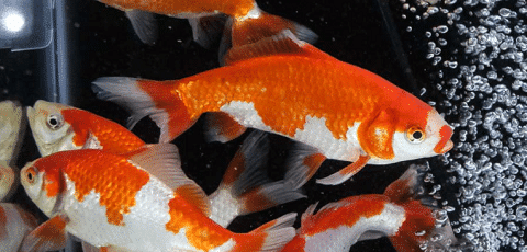 How Does A Wakin Goldfish Look Like