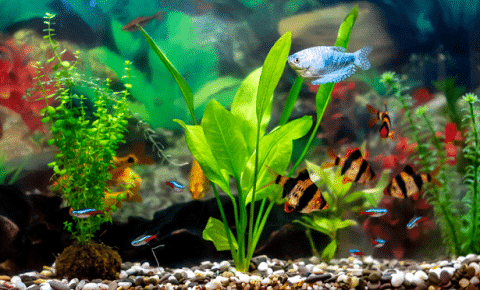 How Does Amazon Sword Look Like