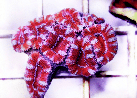 How Does An Acan Coral Look Like