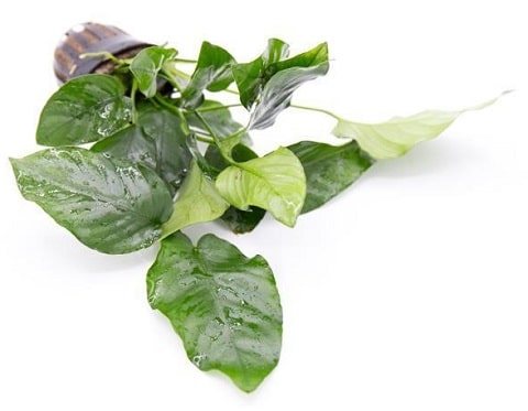 How Does Anubias Nana Look Like
