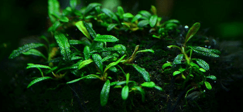 How Does Bucephalandra Look Like