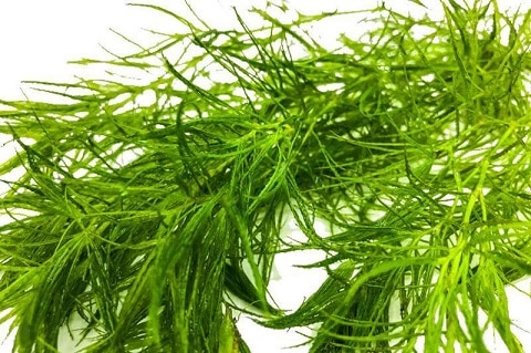 How Does Guppy Grass Look Like