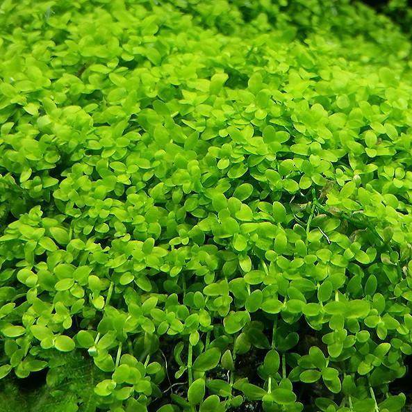 How Does a Monte Carlo Plant Look Like