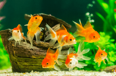 How To Increase Goldfish Life Expectancy