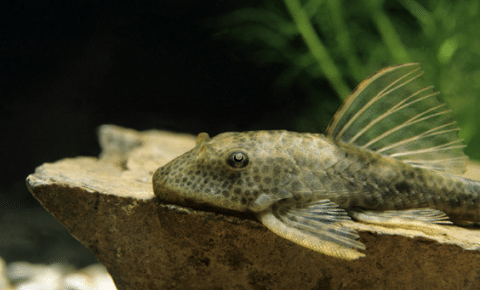 Hypostomus punctatus