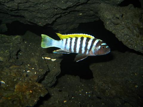 Mbuna Cichlid