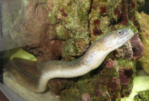 Indian Mud Moray Eel