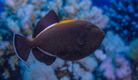 Indian Triggerfish in Ocean