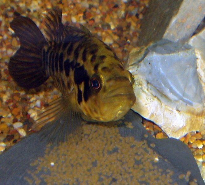 Jaguar Cichlid