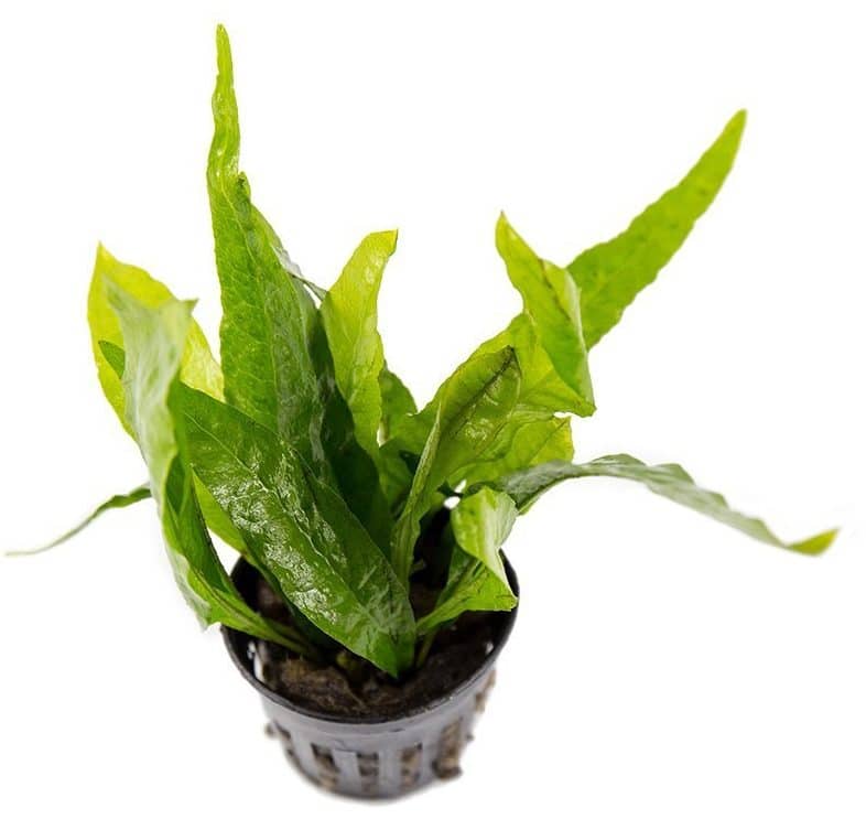 Java Fern
